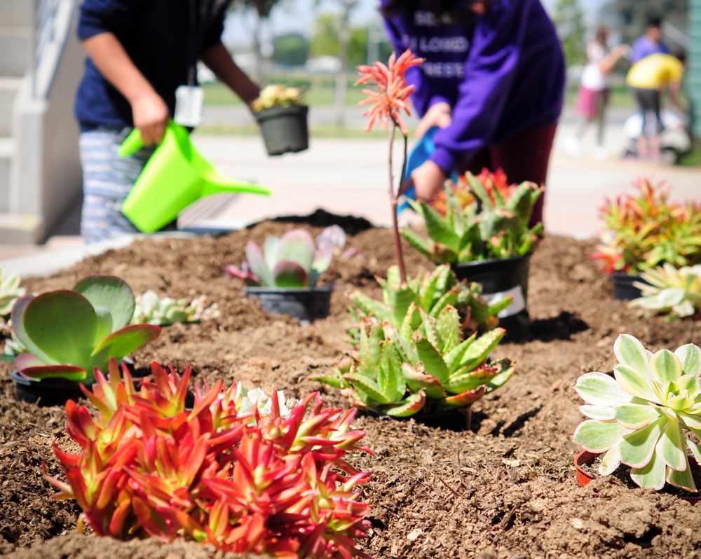 Two people planting succulents in a planter 